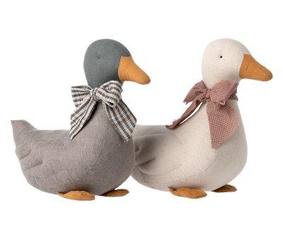 Pato Gris