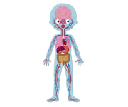 4 Puzles Educativos El Cuerpo Humano